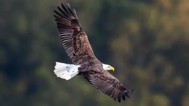 bald-eagle-in-flight-haliaeetus-leucocephalus