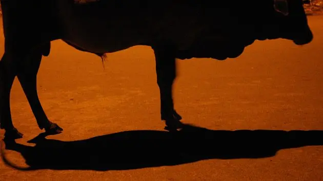 the-bull