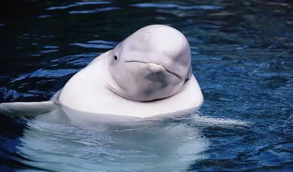 beluga-whale-delphinapterus-leucas-arctic