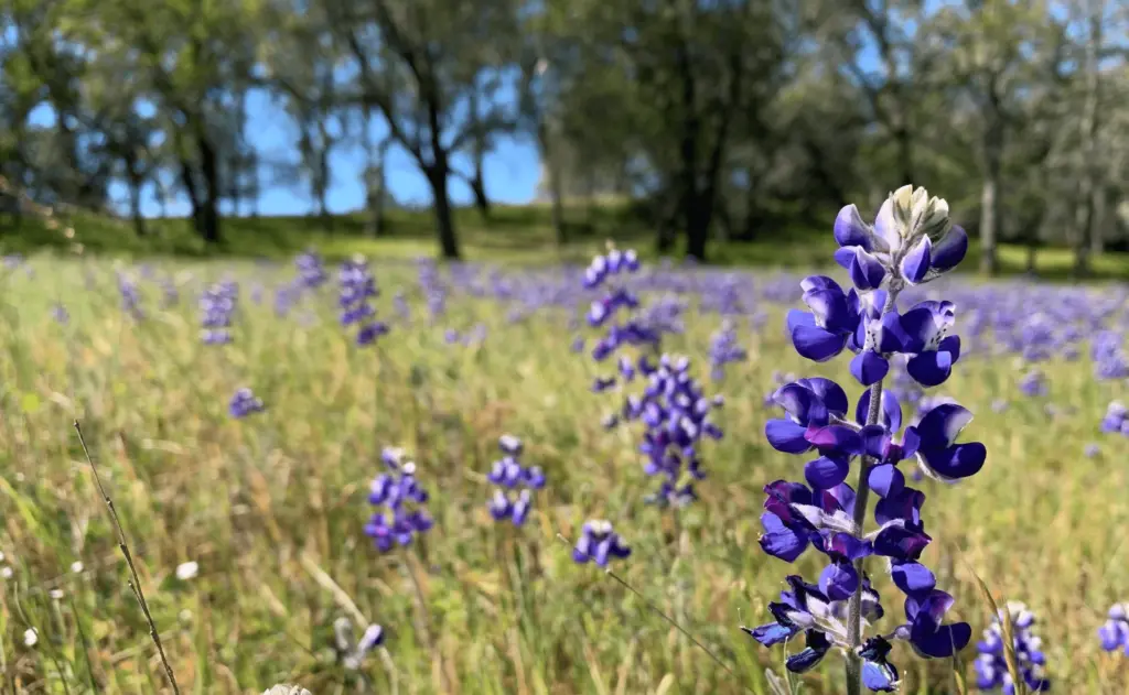 audubon-canyon-ranch-facebook