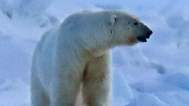 polarbear_1674027746557_hpmain_16x9_99228129736177
