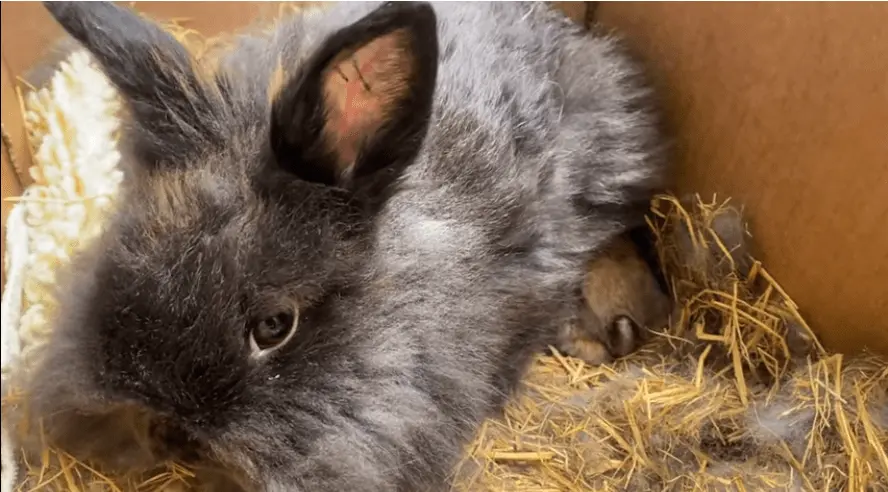 one-of-the-rescued-bunnies-rescued-from-breeding-mill-in-petaluma-saveabunny