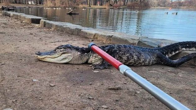 alligator-2-ht-bb-230220_1676902900216_hpmain_16x9_99230330