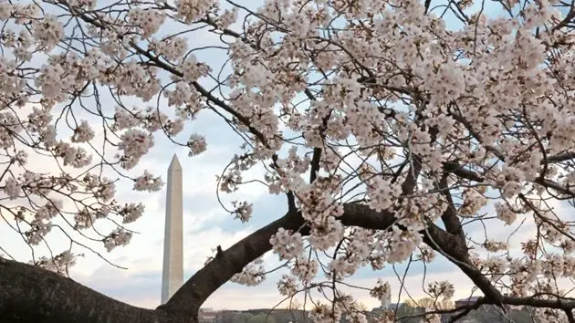 the-national-park-service-announces-removal-of-around-140-of-d-c-s-iconic-cherry-blossoms-to-construct-improved-sea-wall