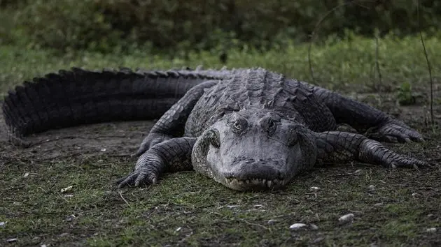very-large-alligator-sunning-itself