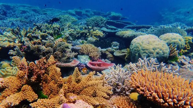 gettyrf_12922_coralreef735244