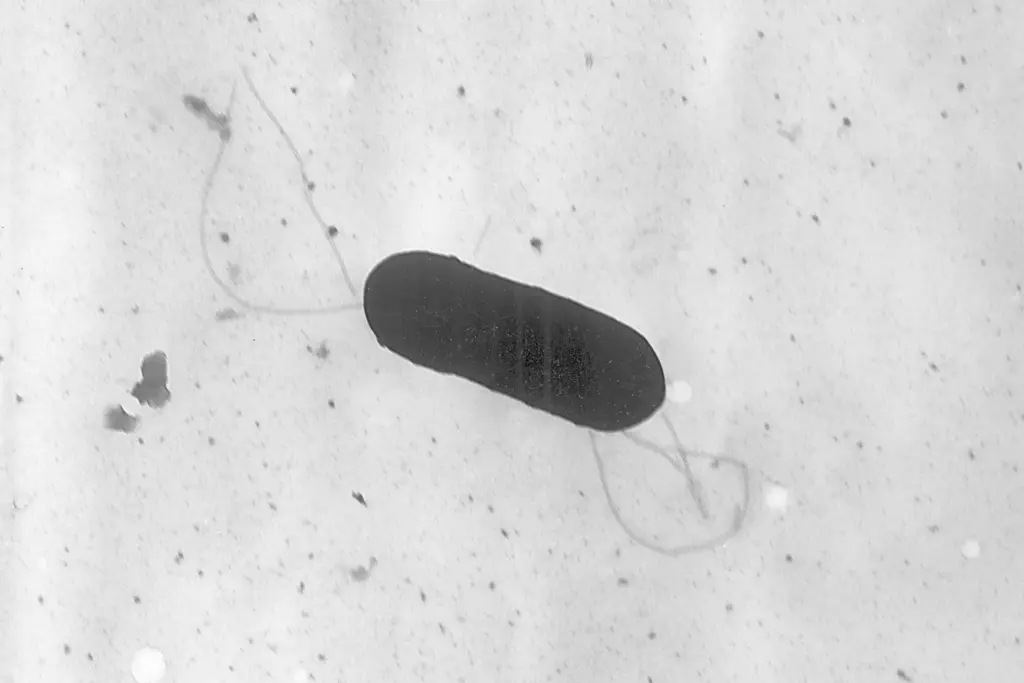 listeria-outbreak