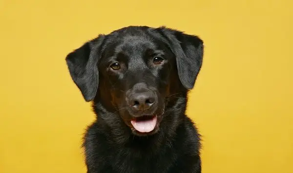 portrait-of-dog-against-yellow-background