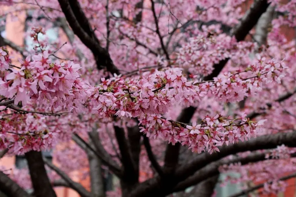 abcnews_cherryblossom_022223582406
