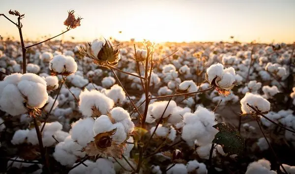 close-up-of-white-flowering-plants-on-field-against-sky