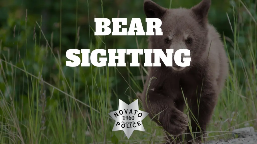 bear-sighting-picture-novato-police