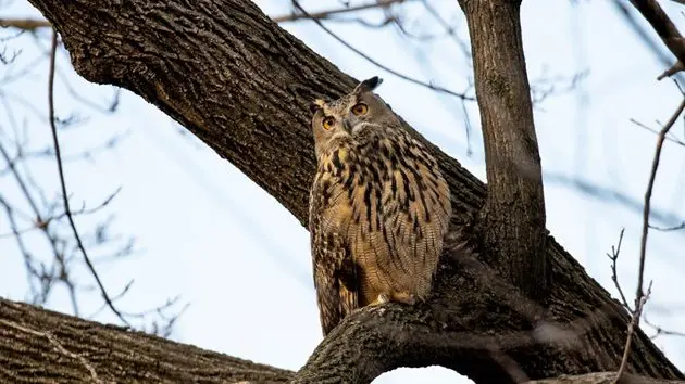 flaco-an-escaped-eagle-owl-remains-in-central-park