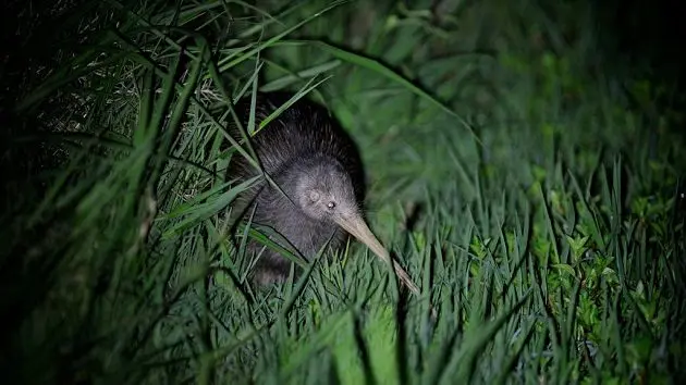 northern-brown-kiwi-apteryx-mantelli-kerikeri-north-island-new-zealand