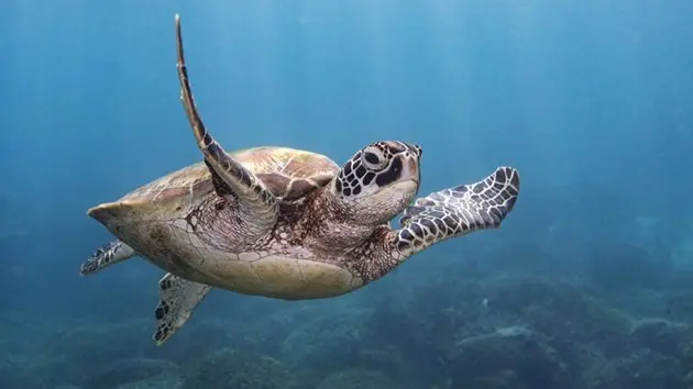 green-turtles-in-the-coral-bed