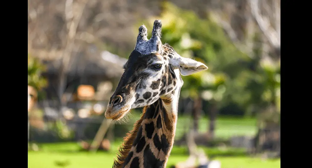 jamala-the-giraffe-safari-west