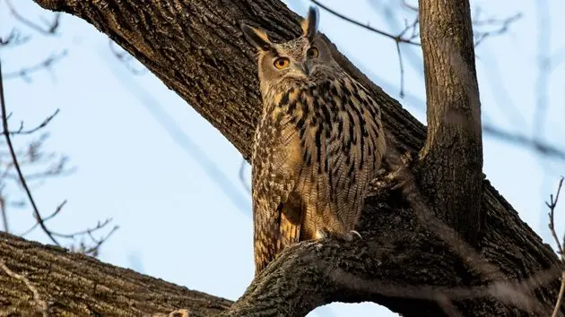 flaco-an-escaped-eagle-owl-remains-in-central-park-3