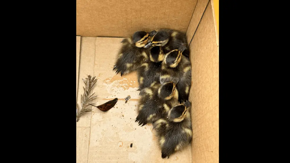 ducks-saved-on-daniel-court-city-of-rohnert-park