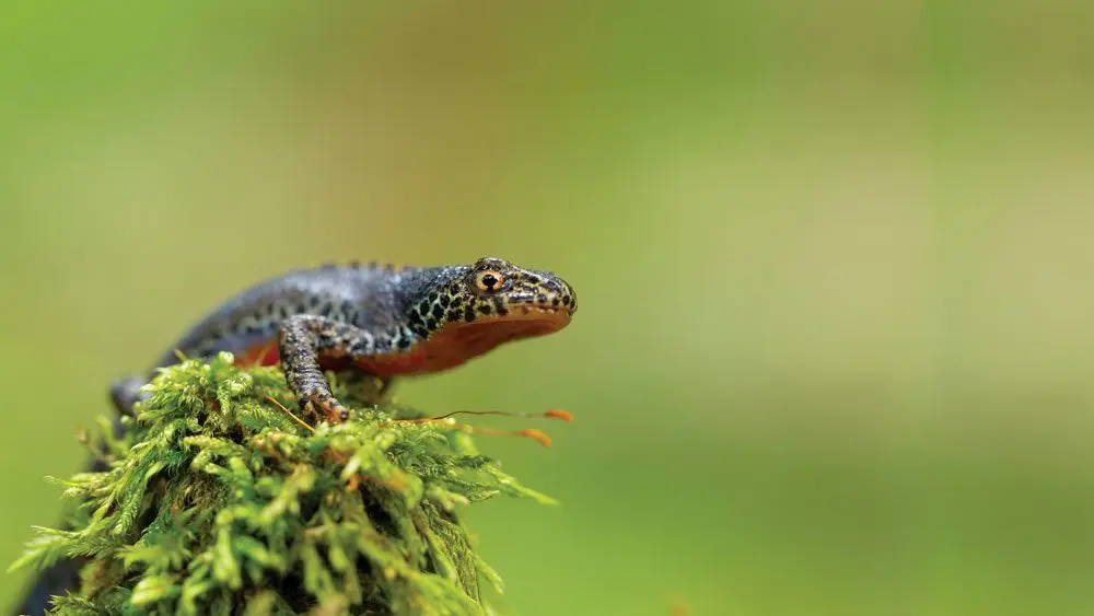 newt_lead-1000x563921026-1