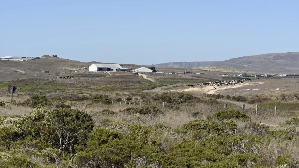 dairyfarminwestmarinnearabbottslagoon