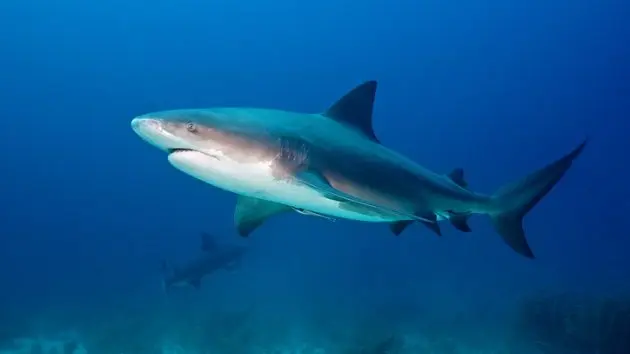 bull-shark