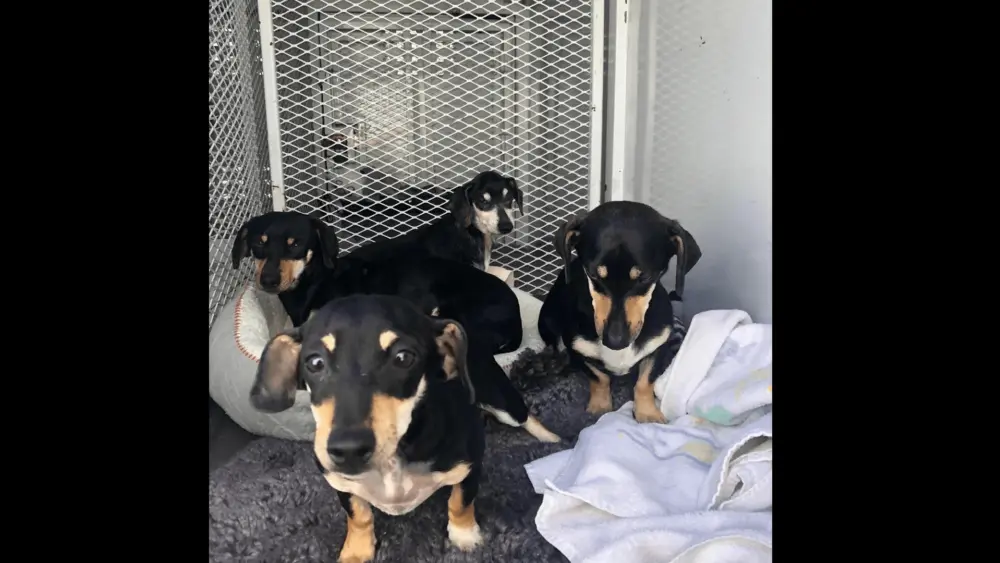 dachshunds-rescued-from-petaluma-car-fire-north-bay-animal-services