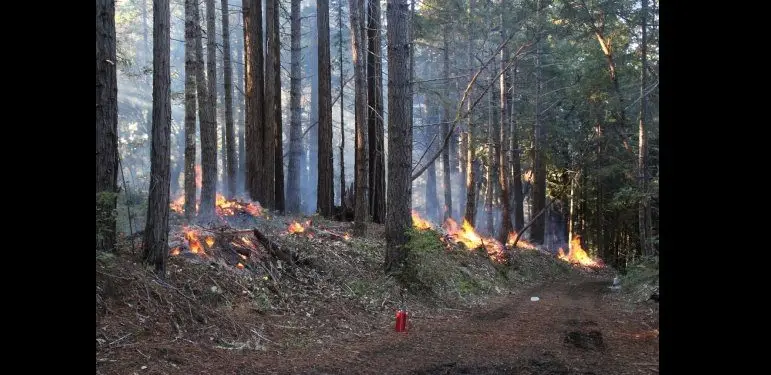 pile-burning-at-salt-point-state-park-in-november-2023-photo-from-cal-fire-sonoma-lake-napa-unit