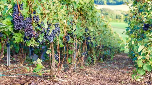 row-vine-grape-in-champagne-vineyards-at-montagne-de-reims