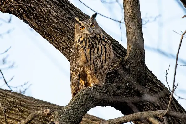flaco-an-escaped-eagle-owl-remains-in-central-park-2