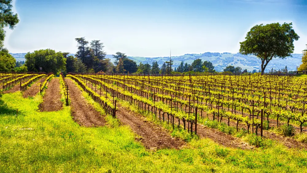 sonoma-county-vineyard