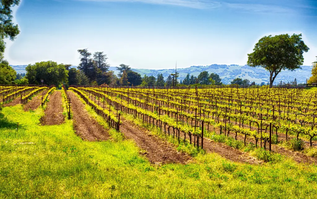 sonoma-county-vineyard