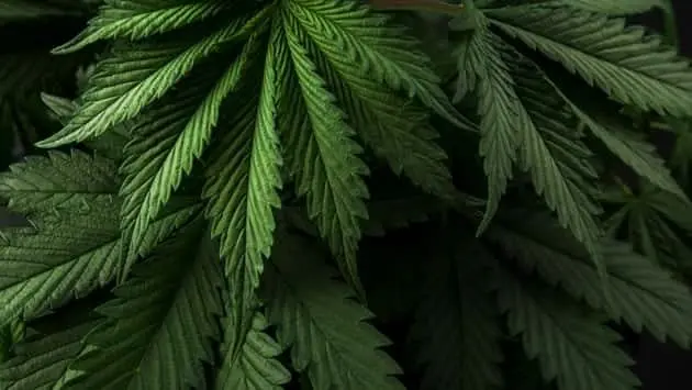 marijuana-background