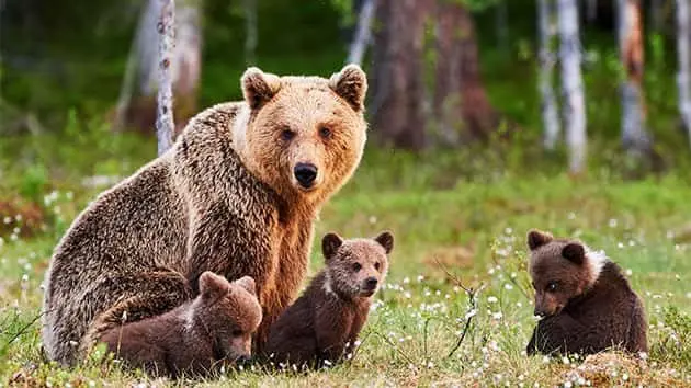 getty_070417_bears