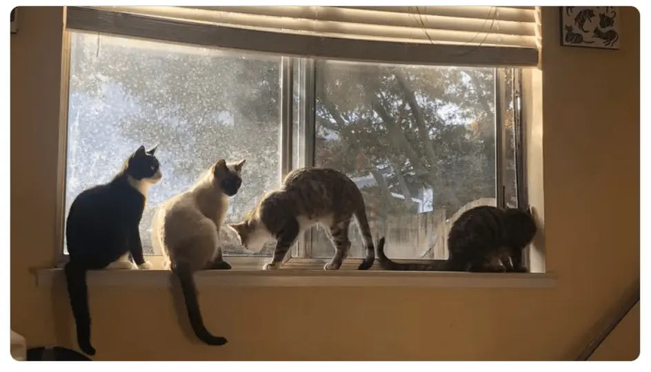 picture-courtesy-of-genevieve-di-giulio-gofundme