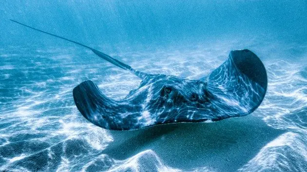 gettyrf_82923_stingray814255