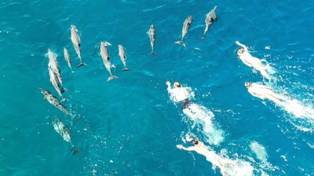 dophins-hawaii_1680075464520_hpmain_16x9_99228129736769