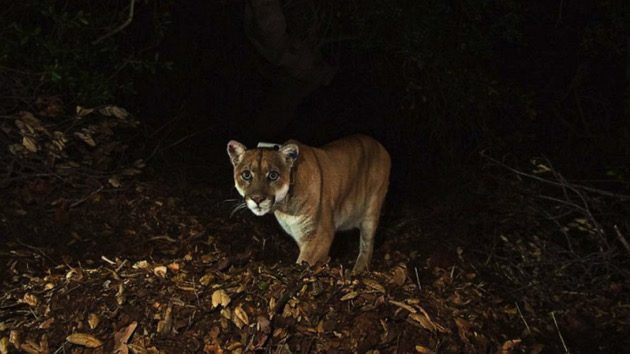 california-mountain-lion-01-ht-jt-230128_1674941447071_hpembed_17x11_992412063