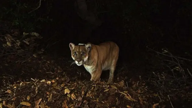 california-mountain-lion-01-ht-jt-230128_1674941447071_hpembed_17x11_992412063