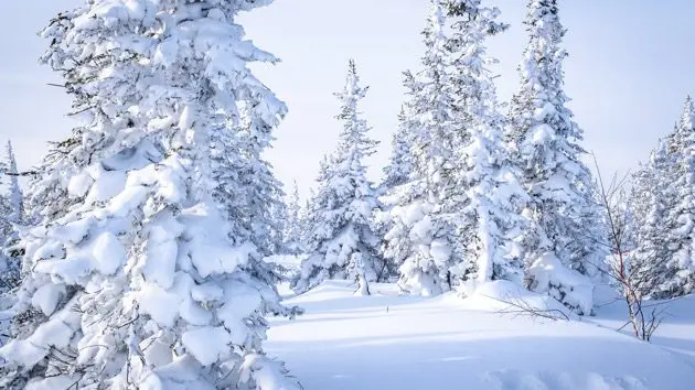 winter-landscape-in-sheregesh-ski-resort-in-russia-located-in-mountain-shoriya-siberia-snow-covered-fir-trees-on-the-background-of-mountains