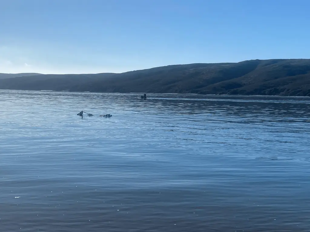 search-for-missing-kayaker-in-tomales-bay-marin-county-sheriff
