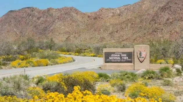 joshuatree_1706686625217_hpmain610946