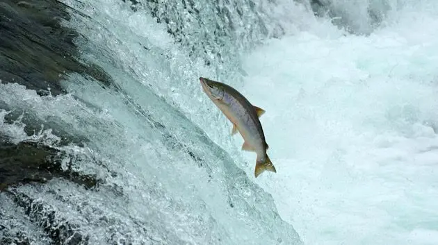 jumping-salmon