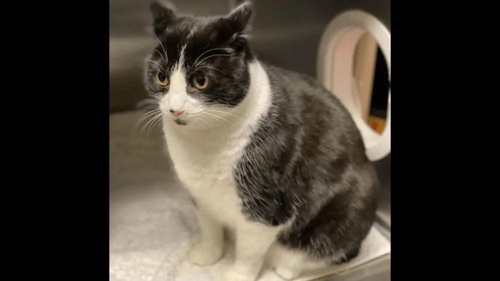 panda-rohnert-park-animal-shelter