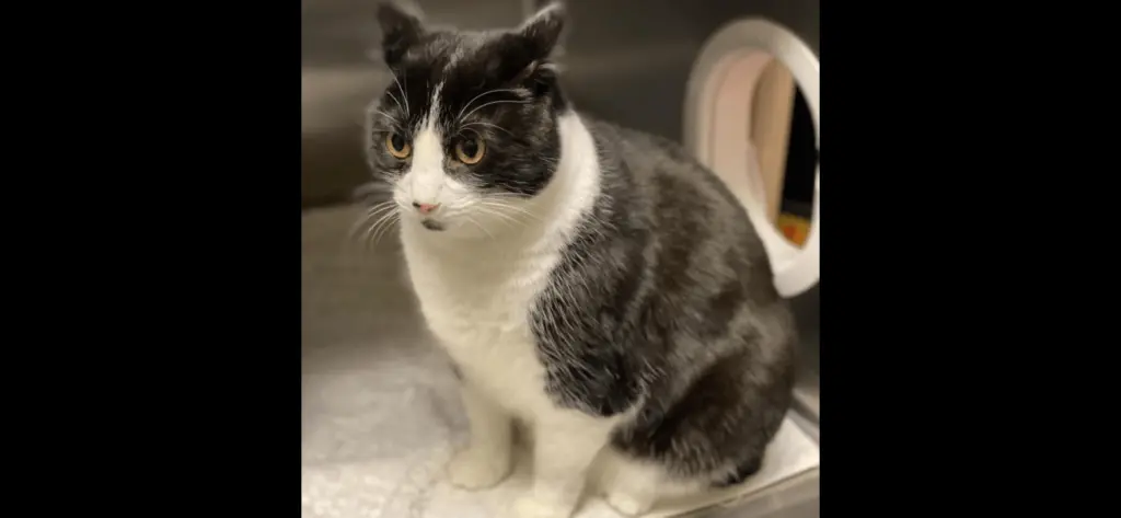 panda-rohnert-park-animal-shelter