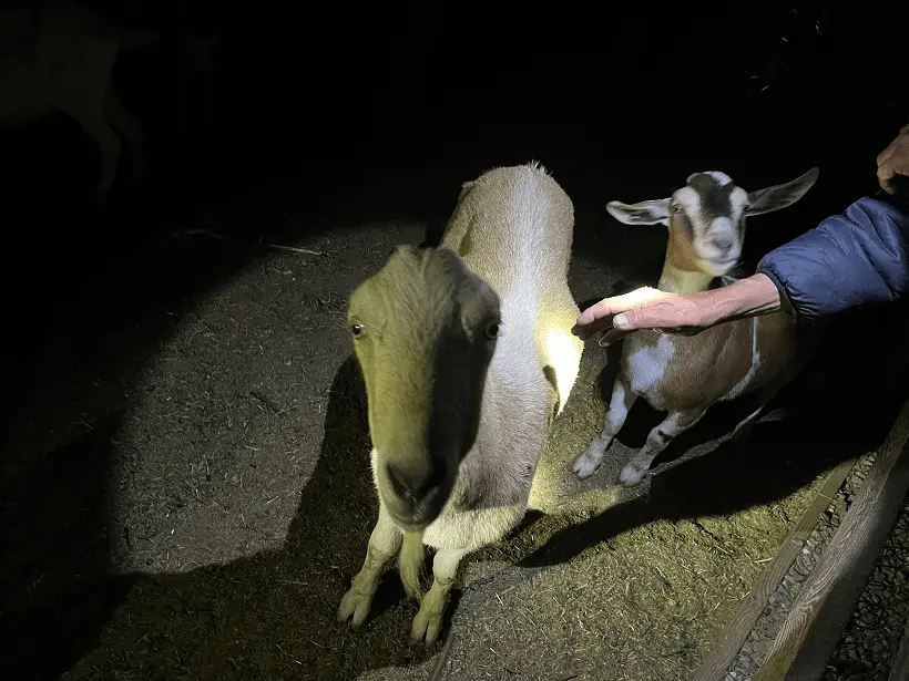 two-of-the-three-stolen-goats-from-santa-rosa-sonoma-sheriff