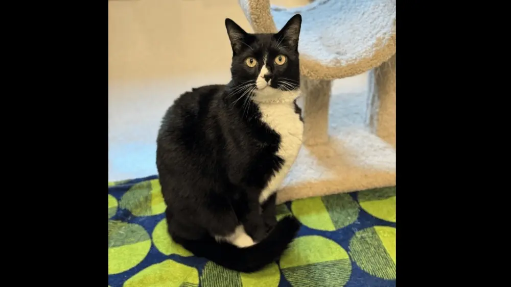 rio-the-cat-rohnert-park-animal-shelter