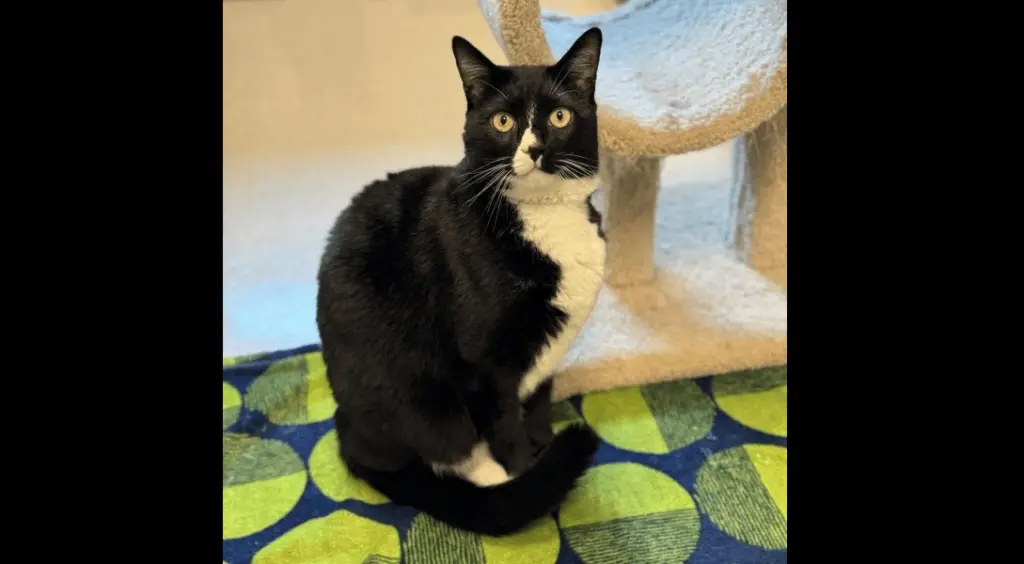 rio-the-cat-rohnert-park-animal-shelter
