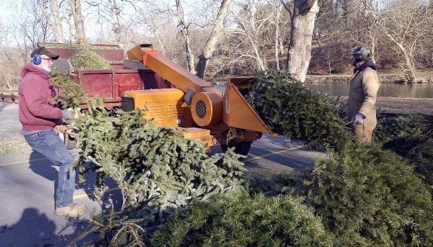 getty_shreddingxmastree_010225149380