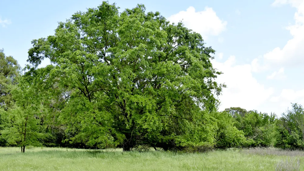 maxwell-farms-regional-park-sonoma-county-regional-park