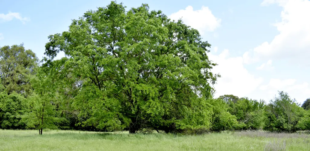 maxwell-farms-regional-park-sonoma-county-regional-park