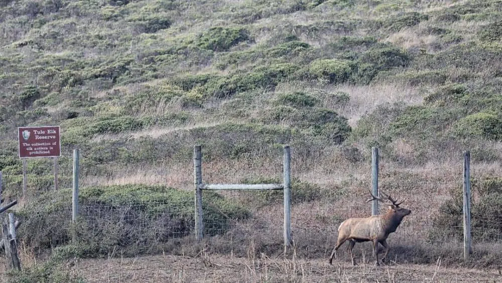 elk-1000x563971474-1